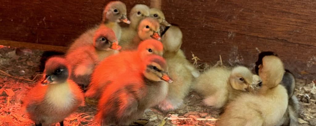 From Peep to Paddle: The Ultimate Guide to Brooding Ducklings