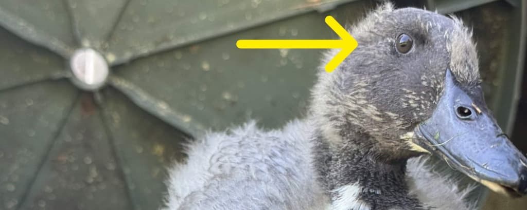 The Hidden Symphony: Unveiling the Secret Ears of a Duck