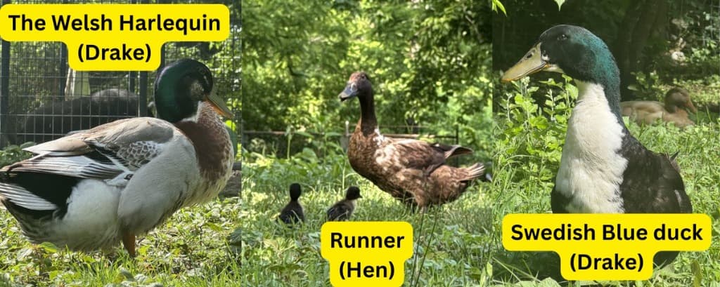The Complete Guide to Selecting the Right Duck Breed for Your Homestead