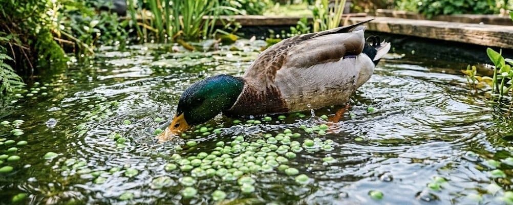 The Pea Protocol: Why This Little Green Powerhouse is the Ultimate Duck Snack