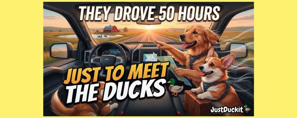 They Started Driving 50 Hours Across the Country… Just to Meet the Ducks